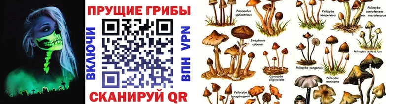 где купить   Сольцы  гидра как войти  Галлюциногенные грибы Psilocybine cubensis 